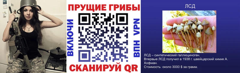 как найти   Дербент  Псилоцибиновые грибы MAGIC MUSHROOMS 
